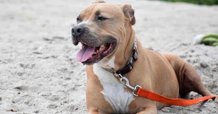 Lecce Bimba Anni Azzannata Dal Cane Pit Bull Che Lha Vista Crescere